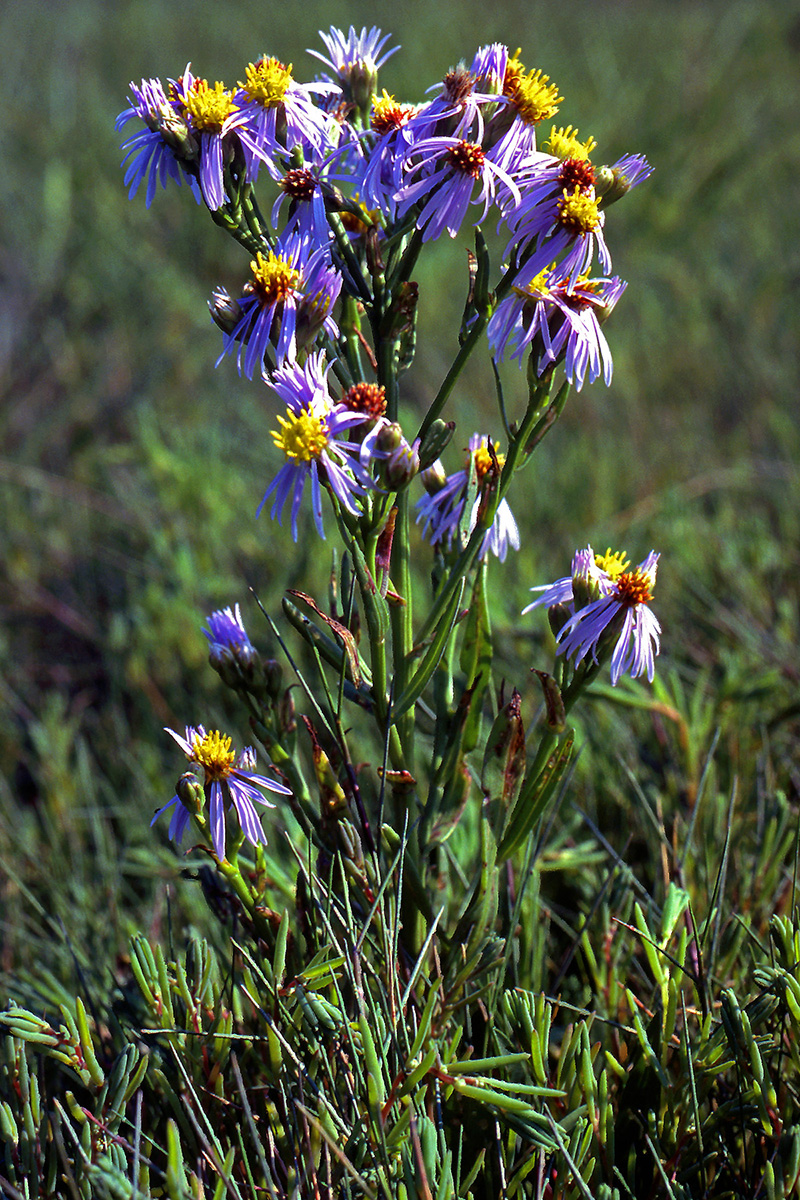 Asteraceae Tripolium pannonicum