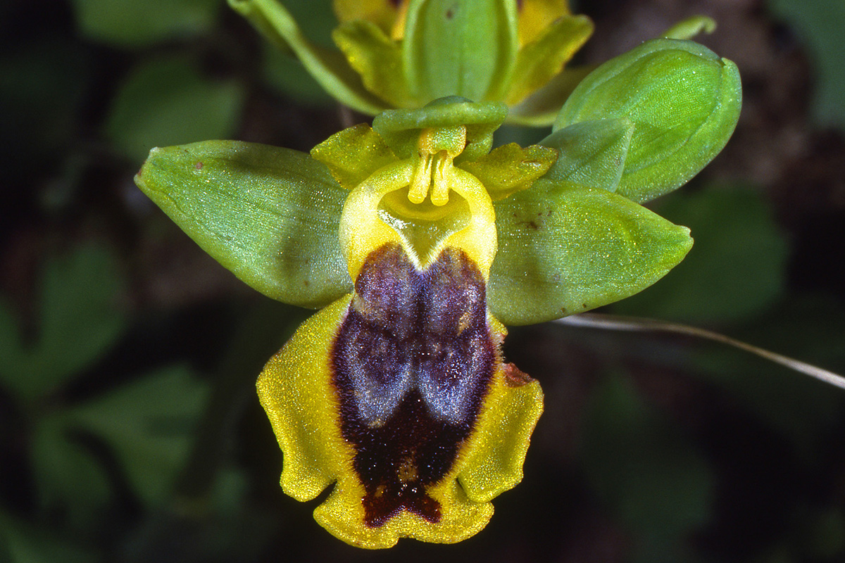 Orchidaceae Ophrys lutea