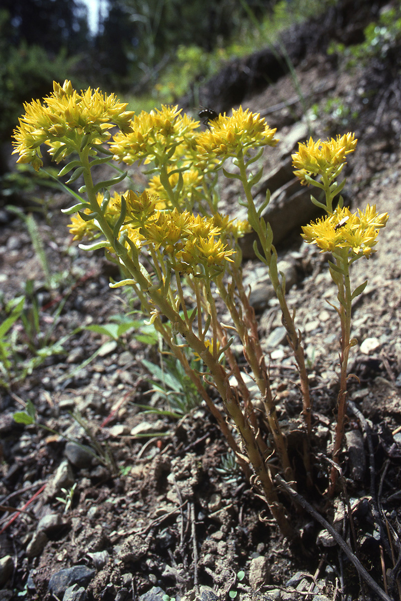 Crassulaceae Sedum lanceolatum