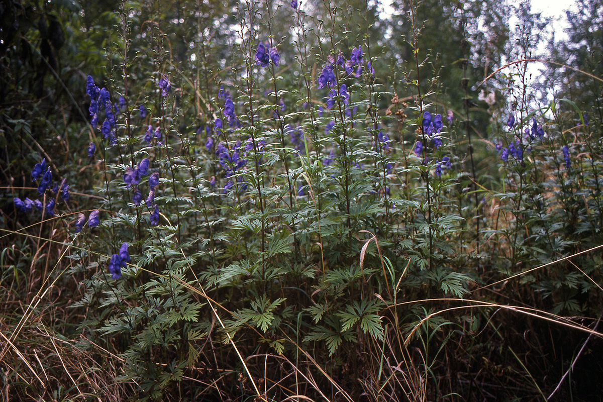 Ranunculaceae Aconitum septentrionale