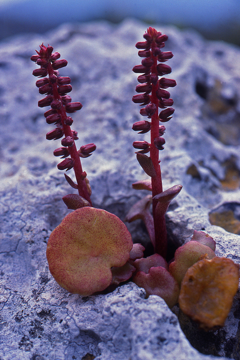 Crassulaceae Umbilicus horizontalis