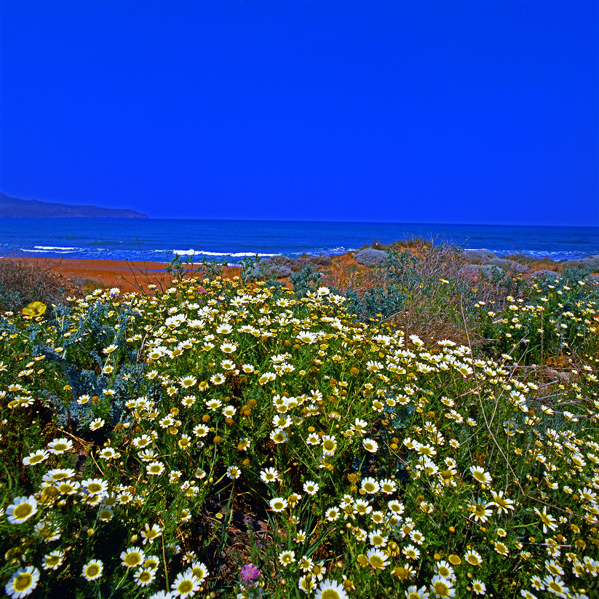 Asteraceae Glebionis coronaria