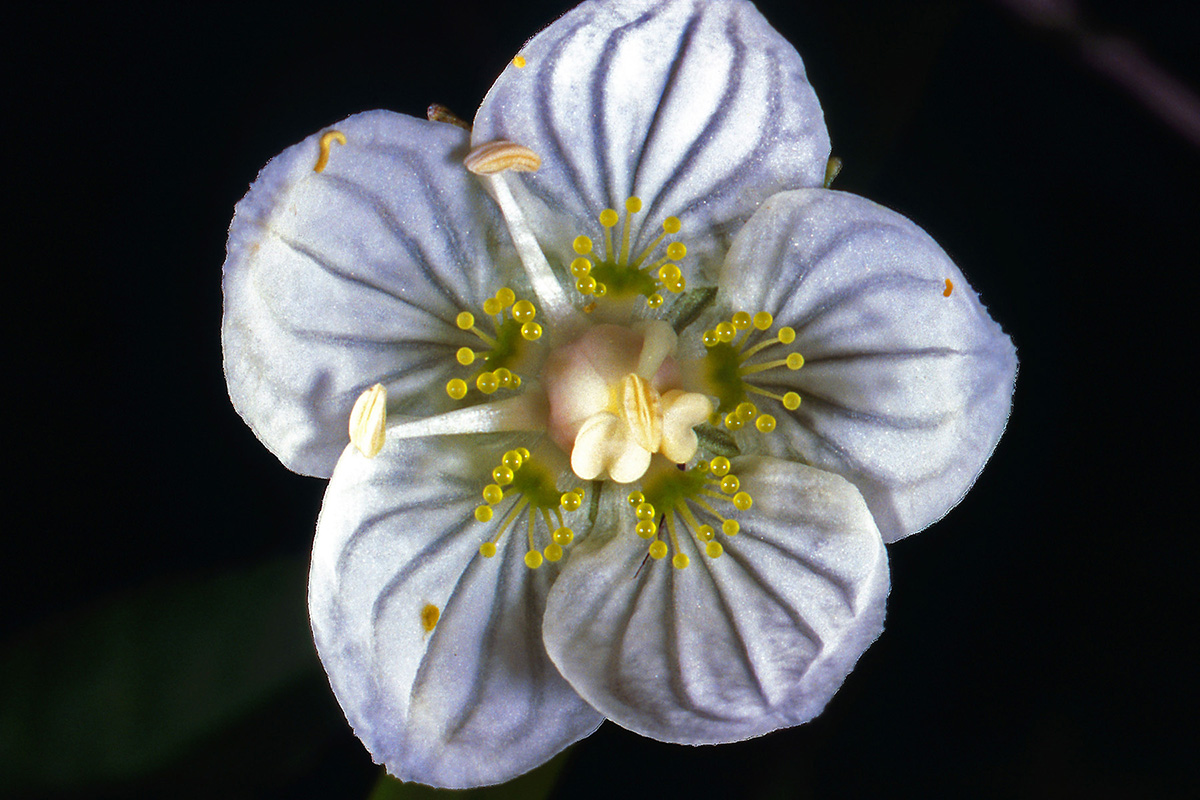Celastraceae Parnassia palustris