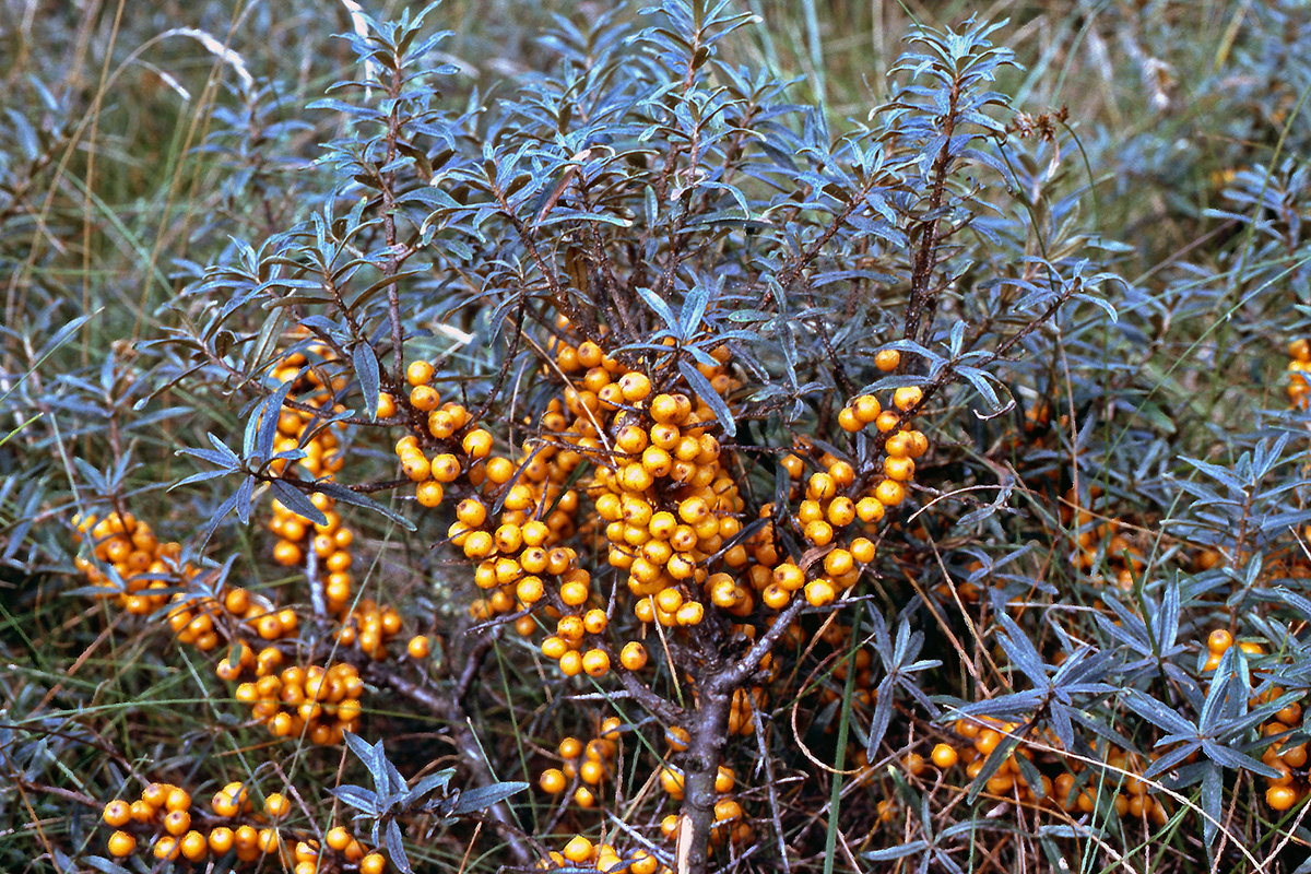 Elaeagnaceae Elaeagnus rhamnoides