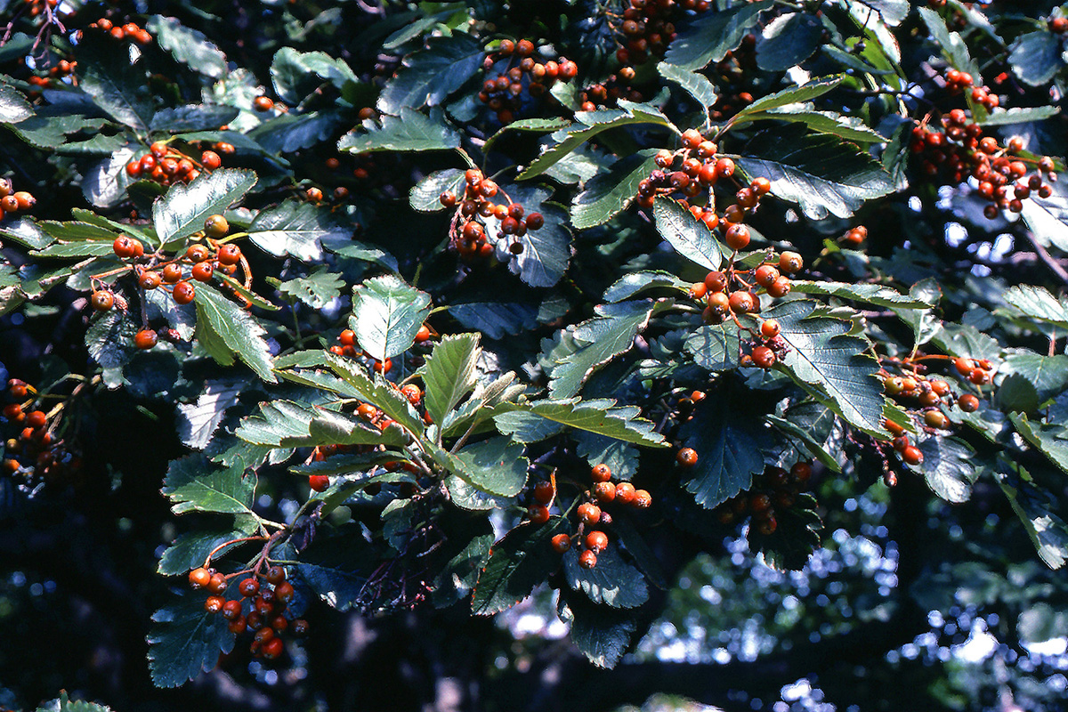 Rosaceae Sorbus intermedia