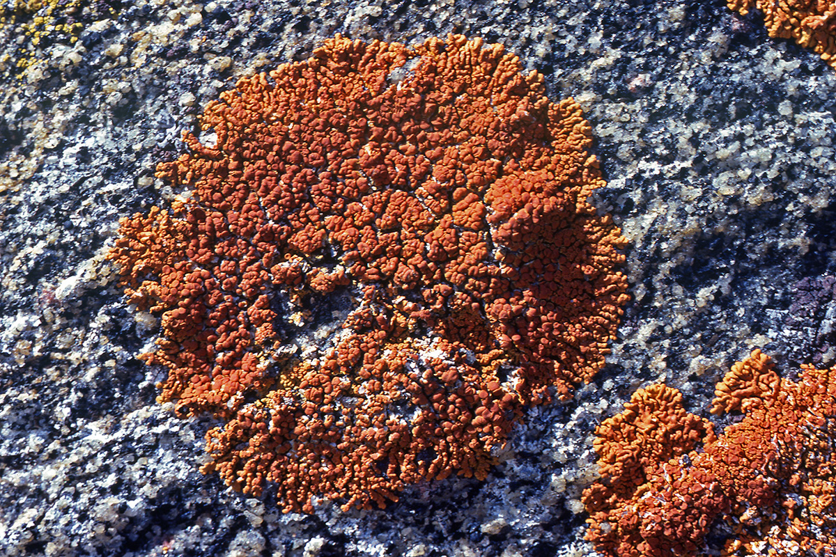 Teloschistaceae Xanthoria elegans