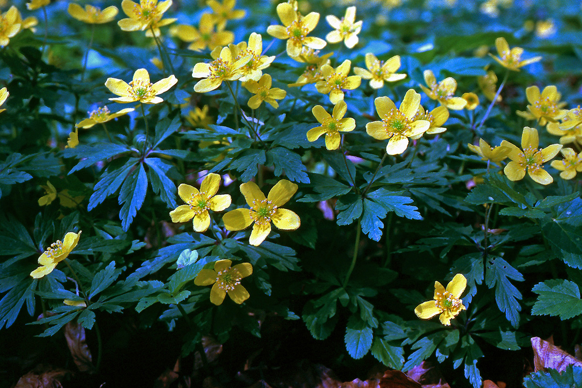 Ranunculaceae Anemone ranunculoides