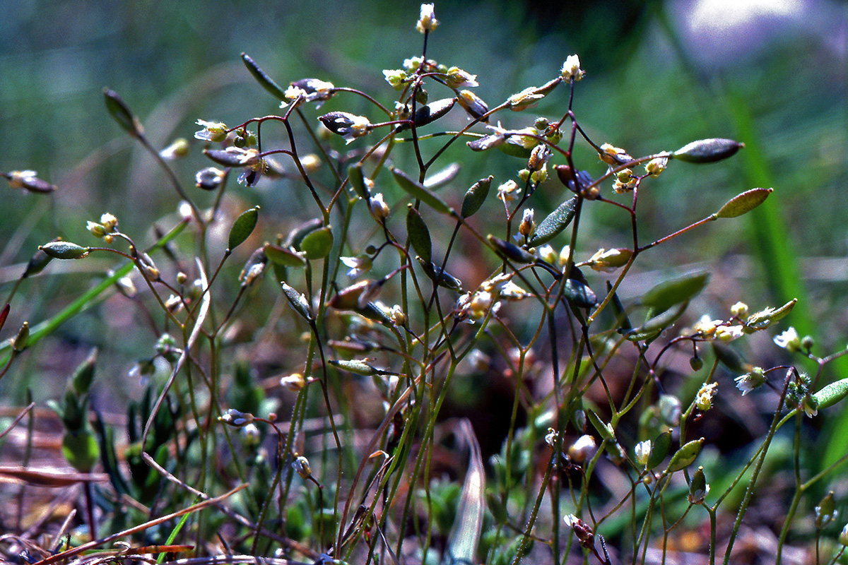 Brassicaceae Erophila verna
