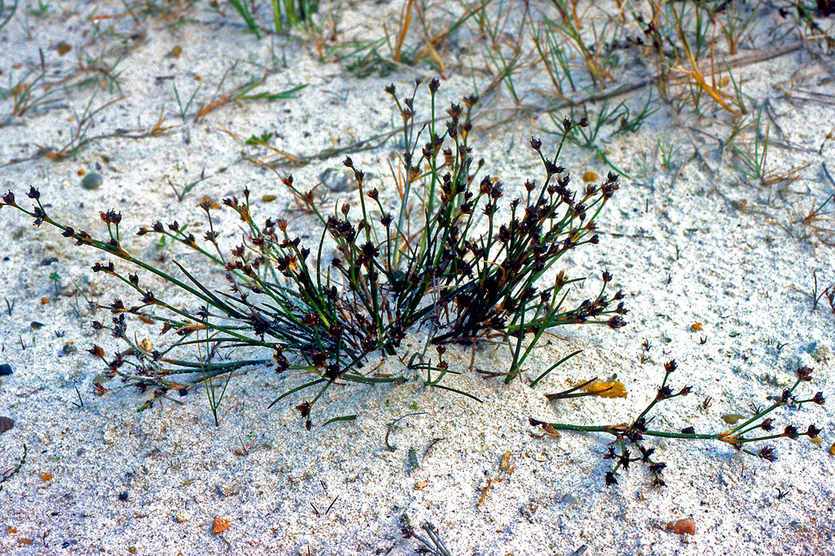 Juncaceae Juncus articulatus