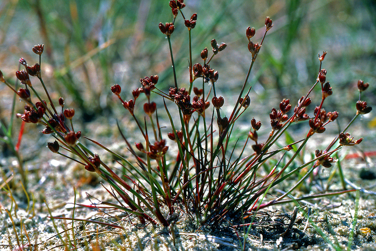Juncaceae Juncus bulbosus
