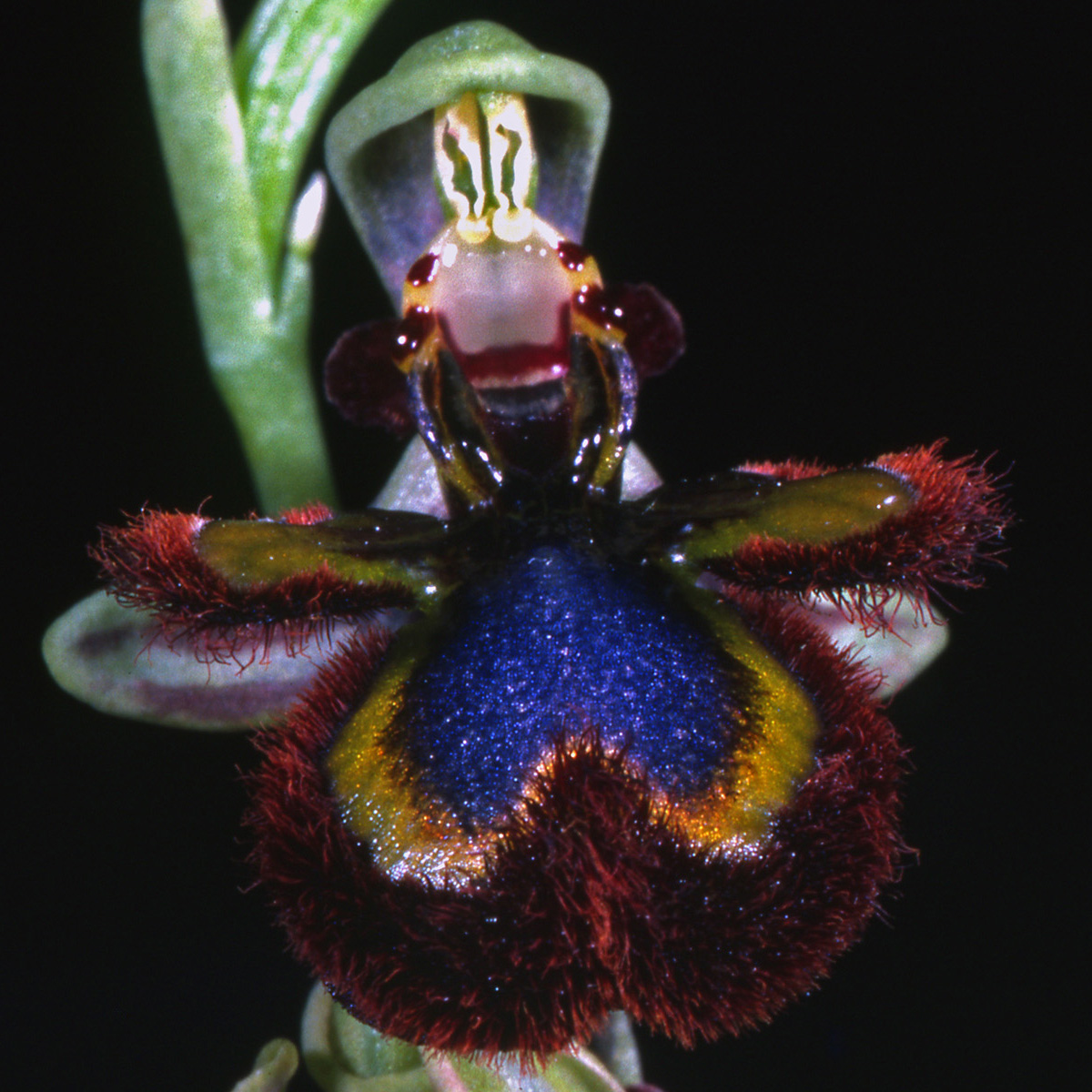 Orchidaceae Ophrys speculum