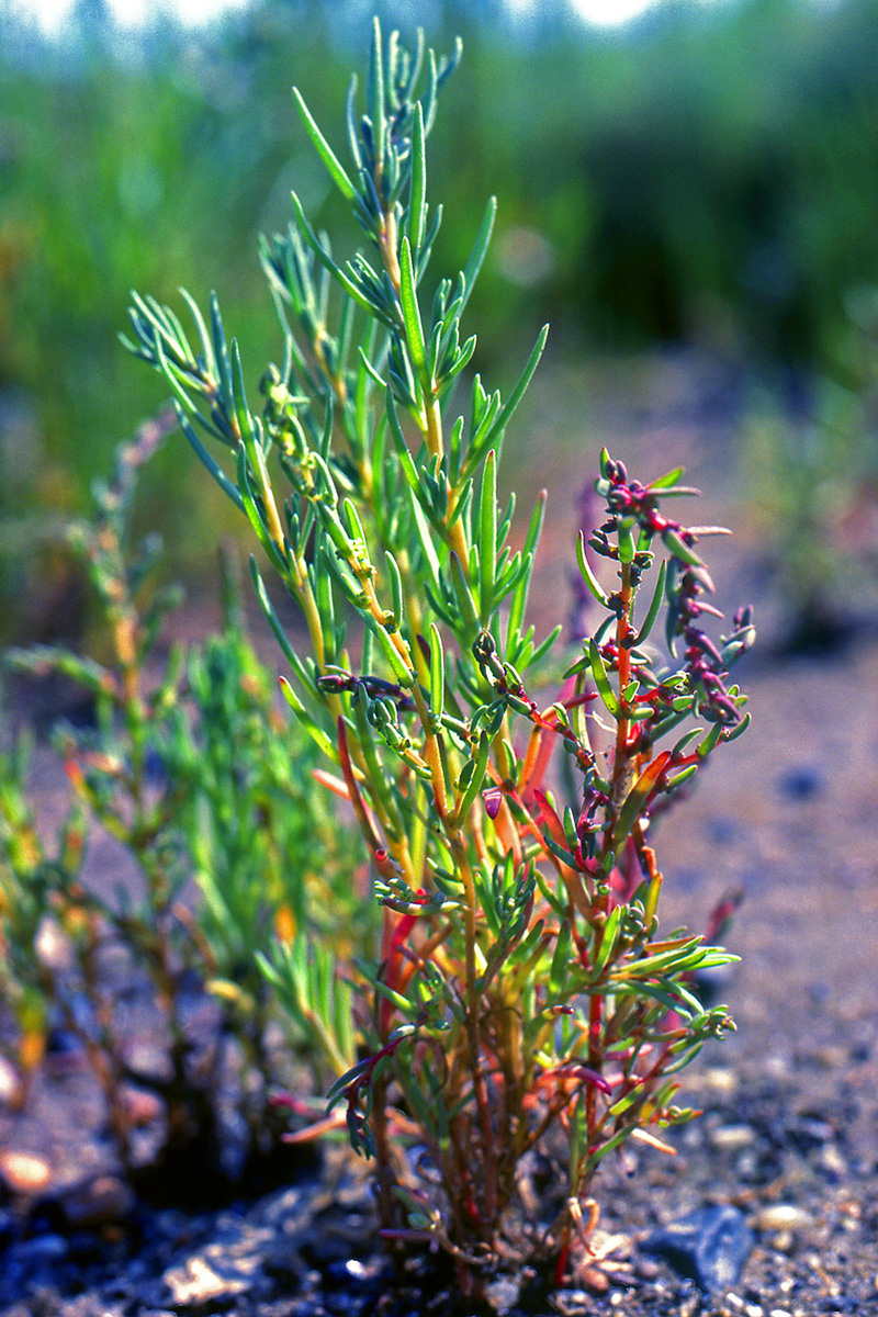 Amaranthaceae Suaeda maritima