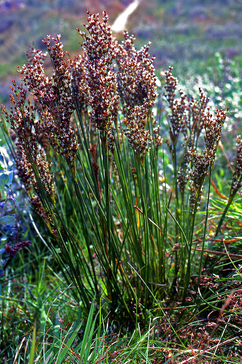 Juncaceae Juncus anceps