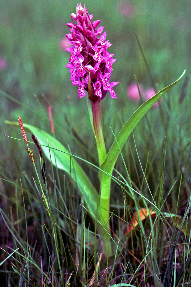 Orchidaceae Dactylorhiza incarnata