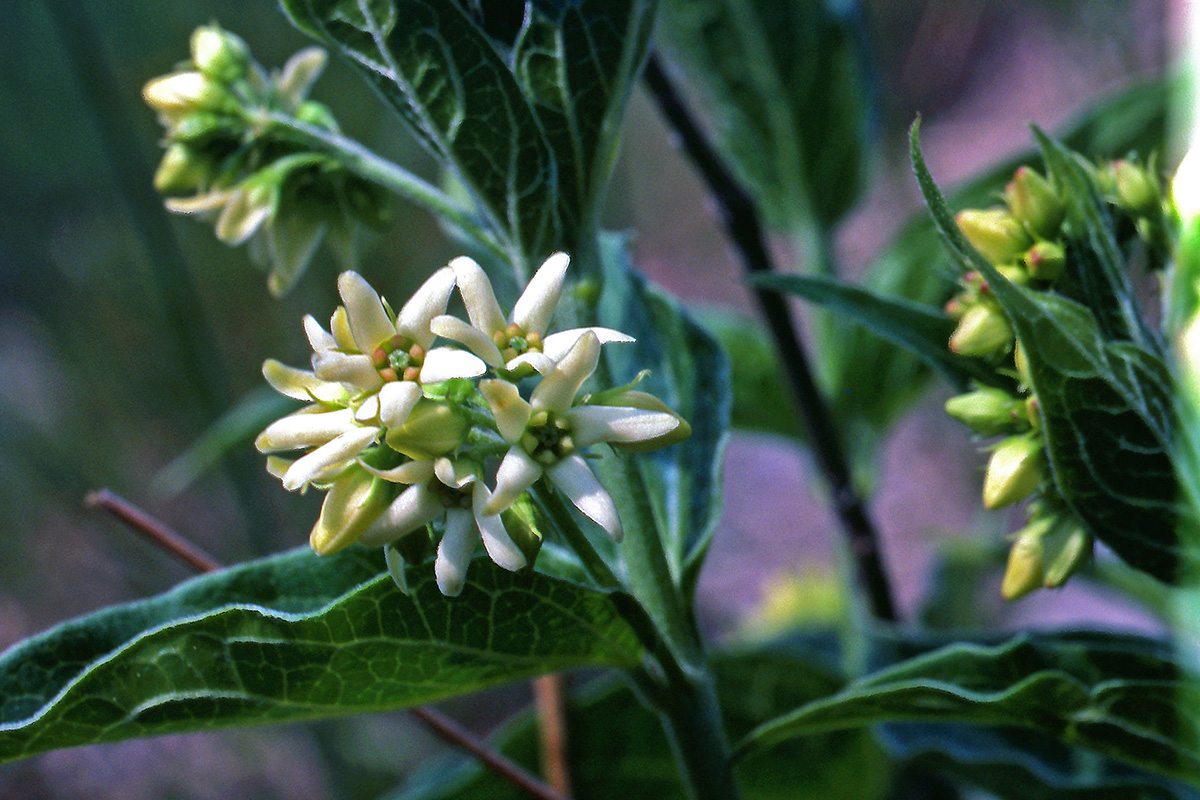 Apocynaceae Vincetoxicum hirundinaria