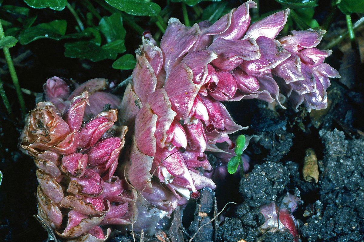 Orobanchaceae Lathraea squamaria
