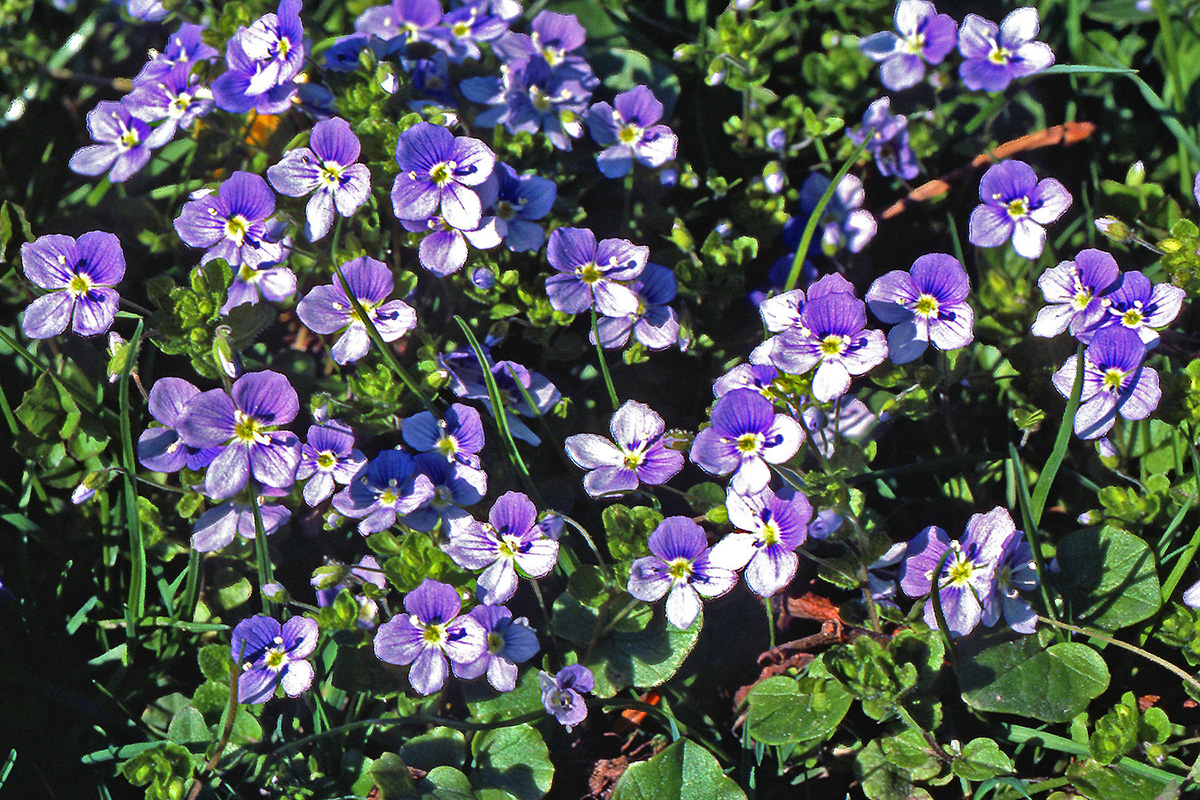 Plantaginaceae Veronica filiformis