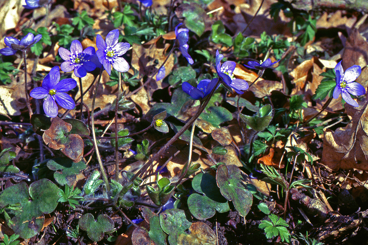 Ranunculaceae Anemone hepatica