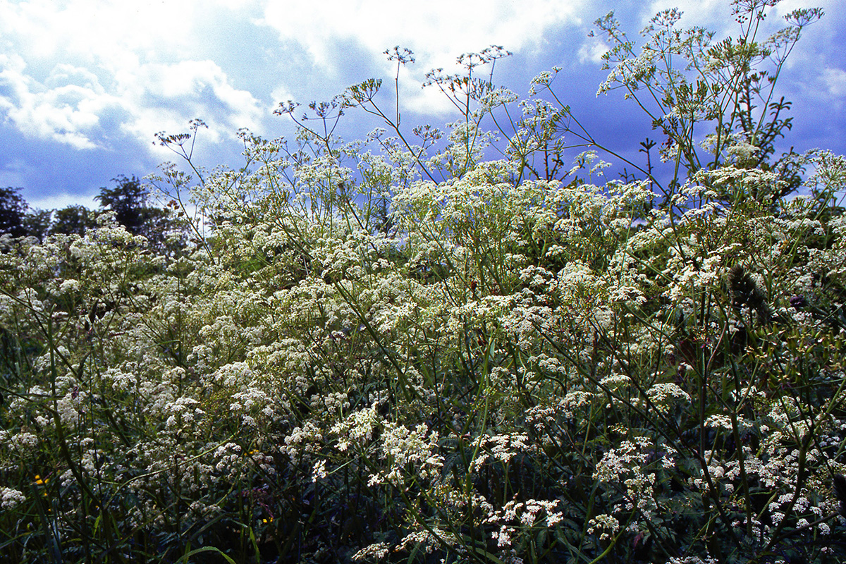 Apiaceae Anthriscus sylvestris