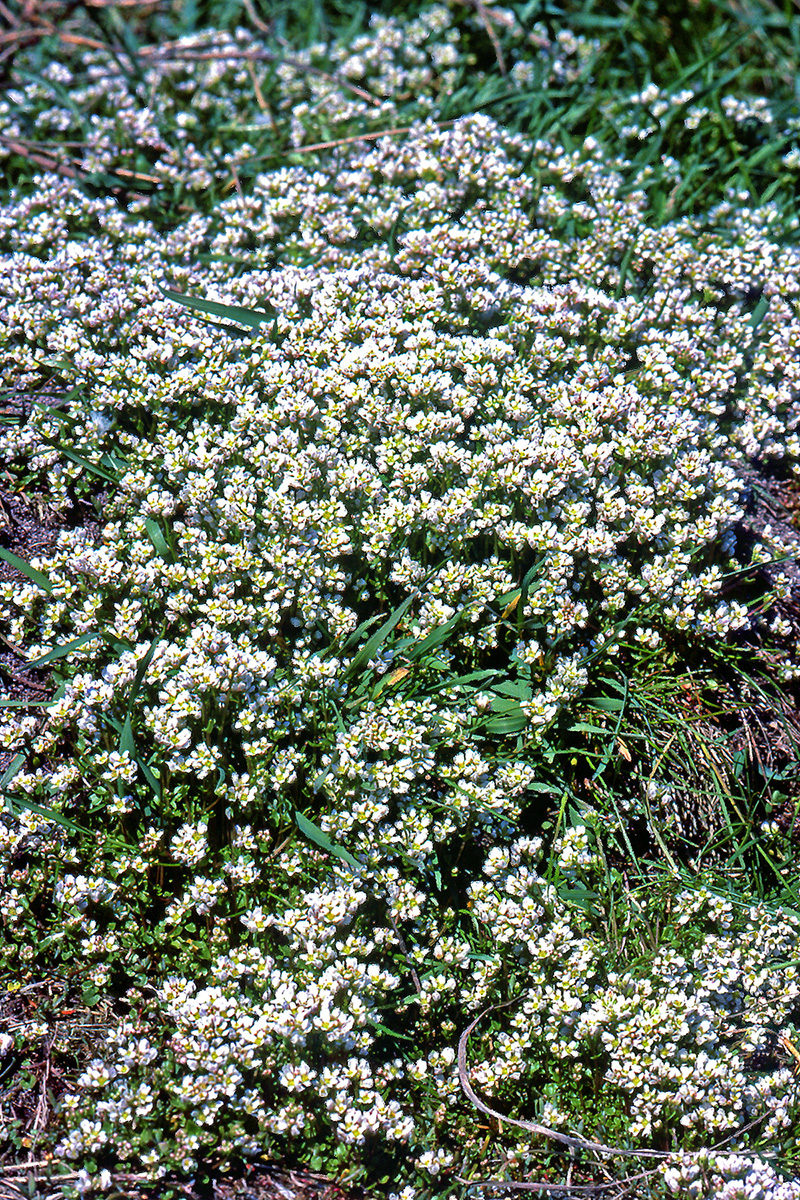 Brassicaceae Cochlearia danica