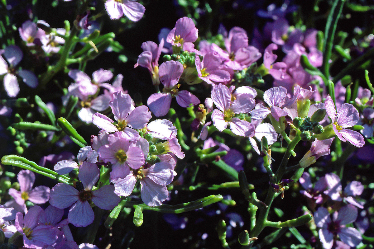 Brassicaceae Cakile maritima