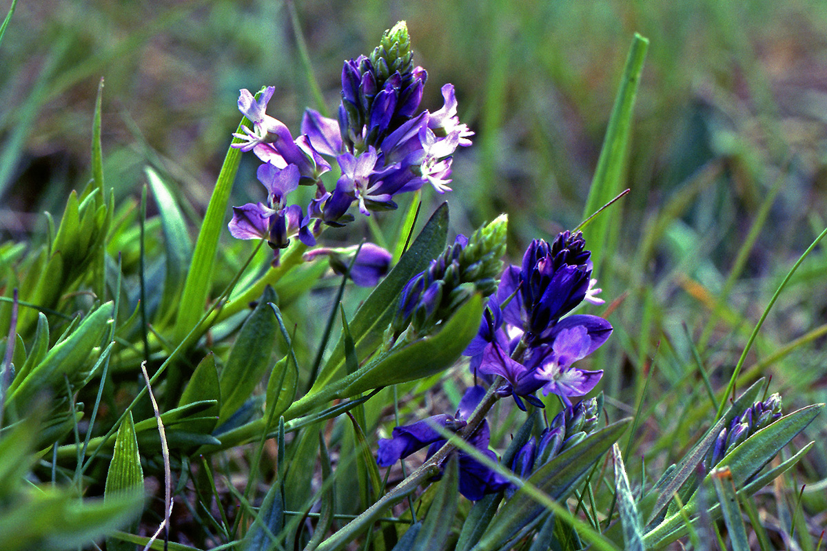 Polygalaceae Polygala vulgaris