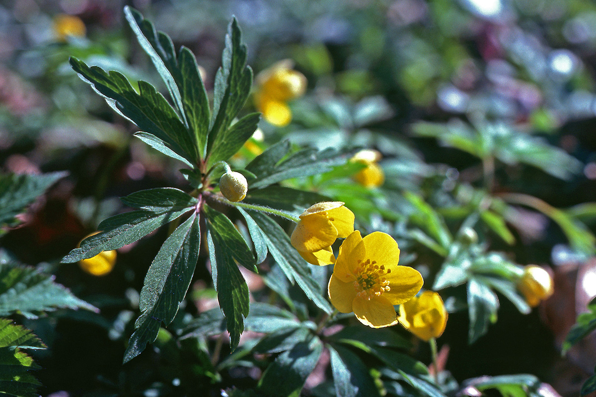 Ranunculaceae Anemone ranunculoides