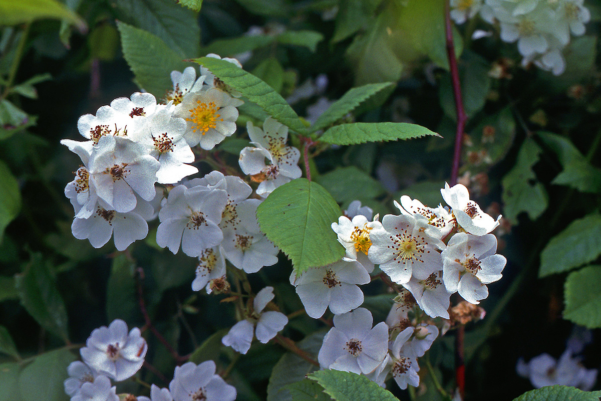 Rosaceae Rosa multiflora