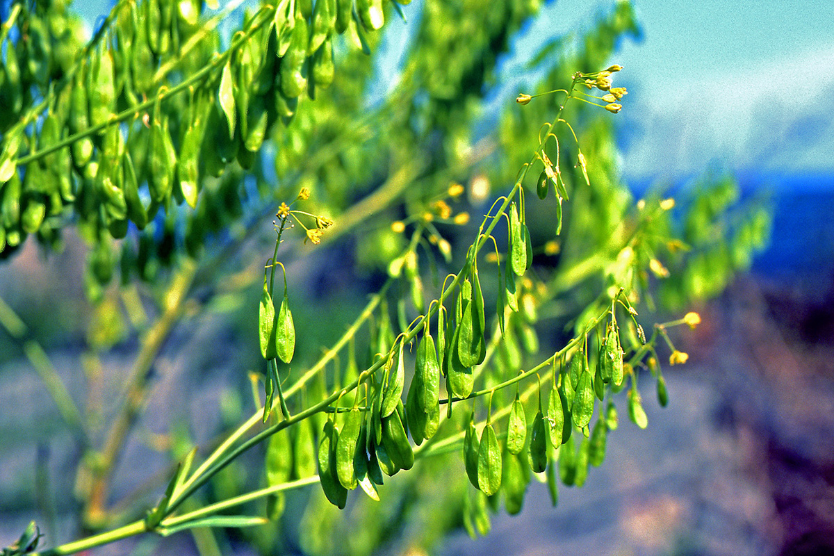 Brassicaceae Isatis tinctoria