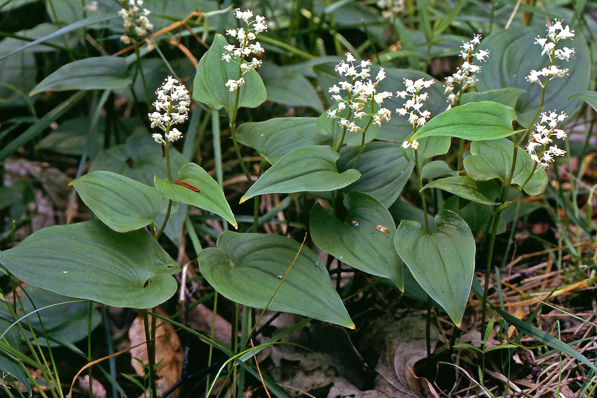 Asparagaceae Maianthemum bifolium