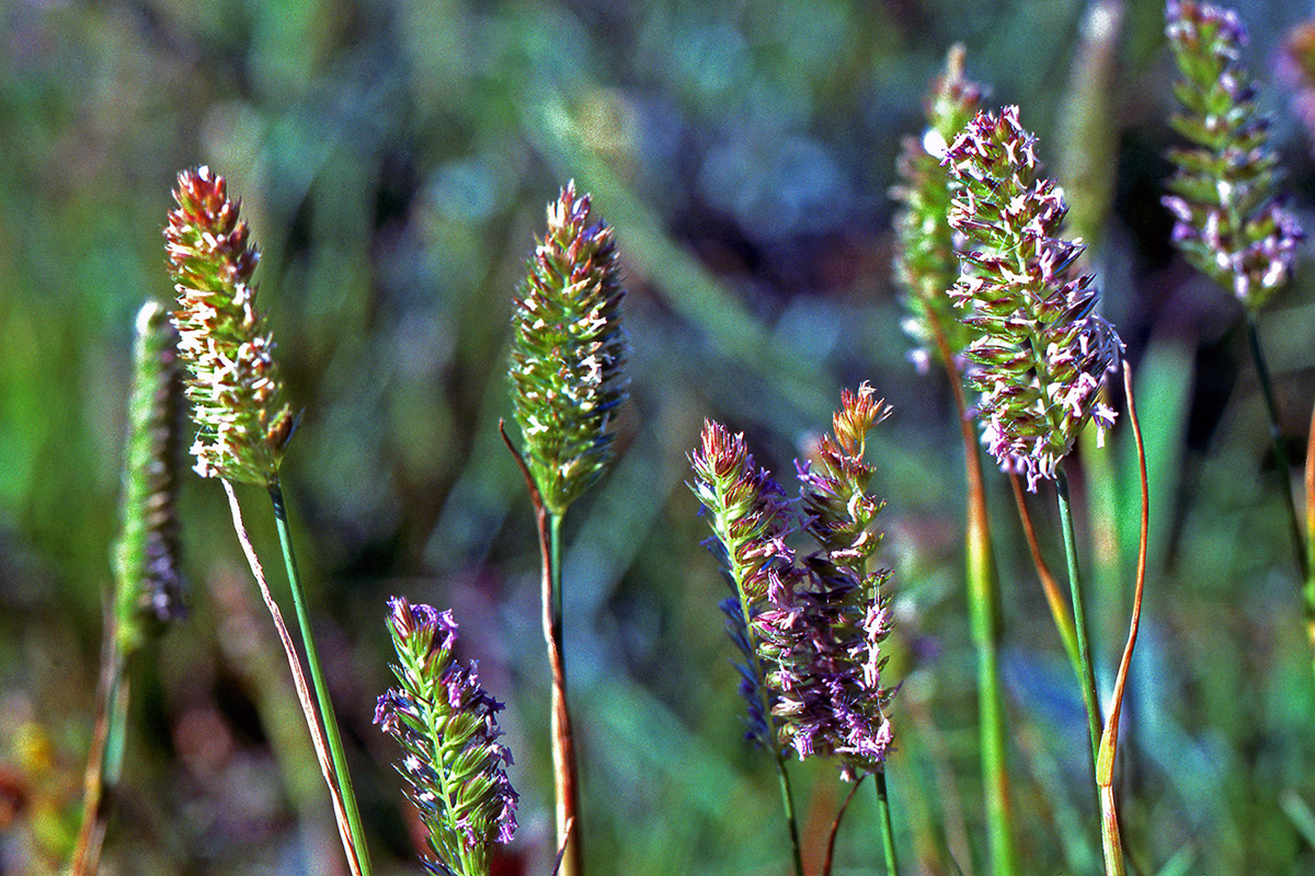 Poaceae Cynosurus cristatus