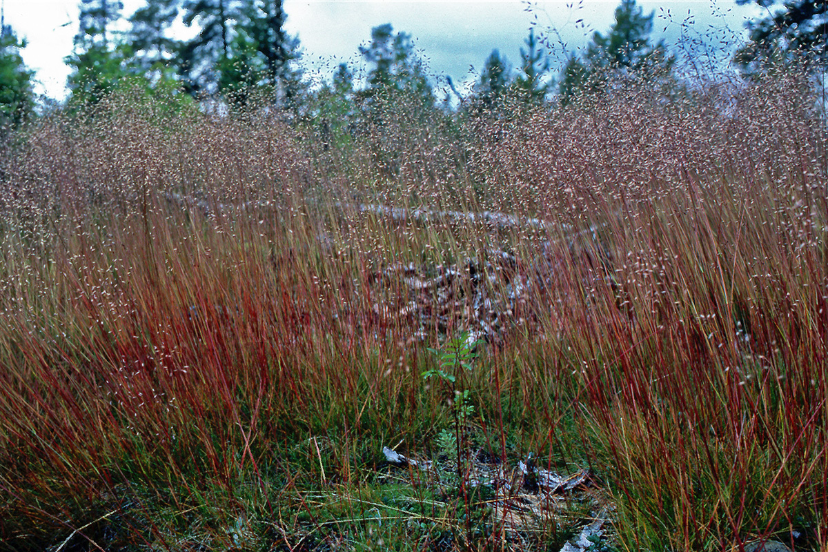 Poaceae Deschampsia flexuosa