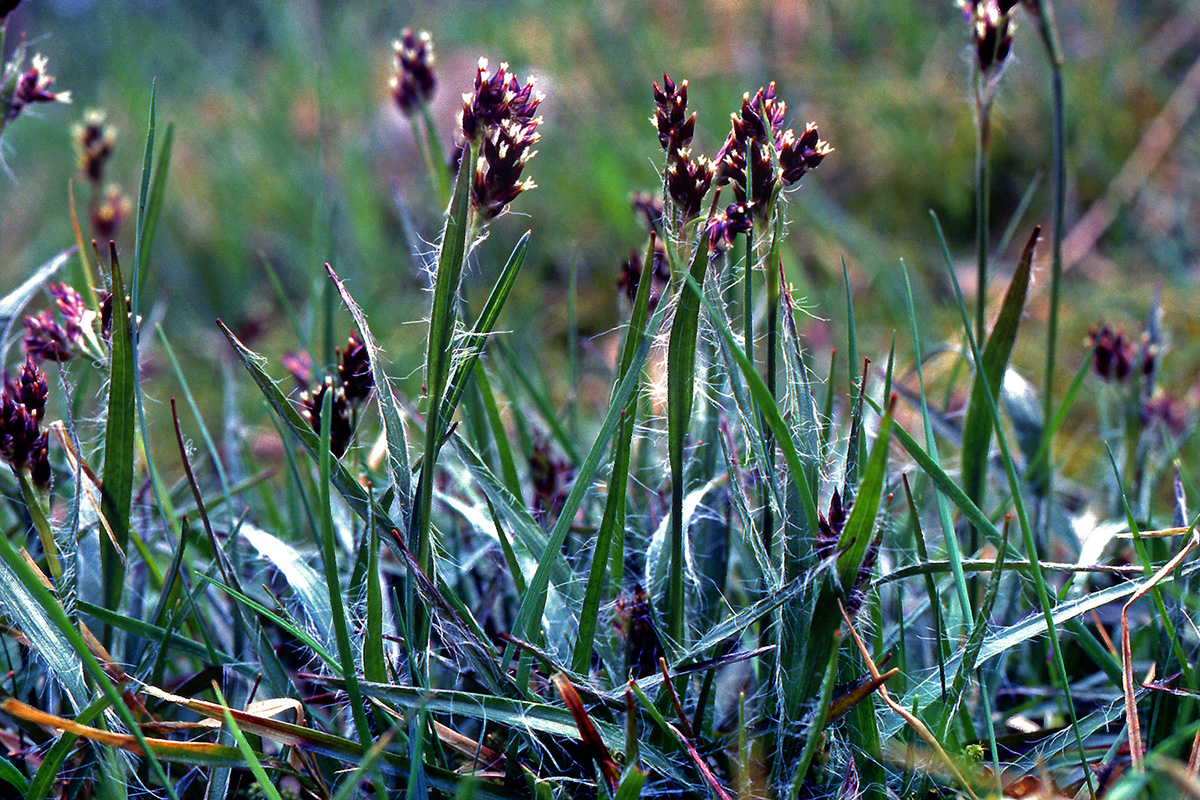 Juncaceae Luzula campestris