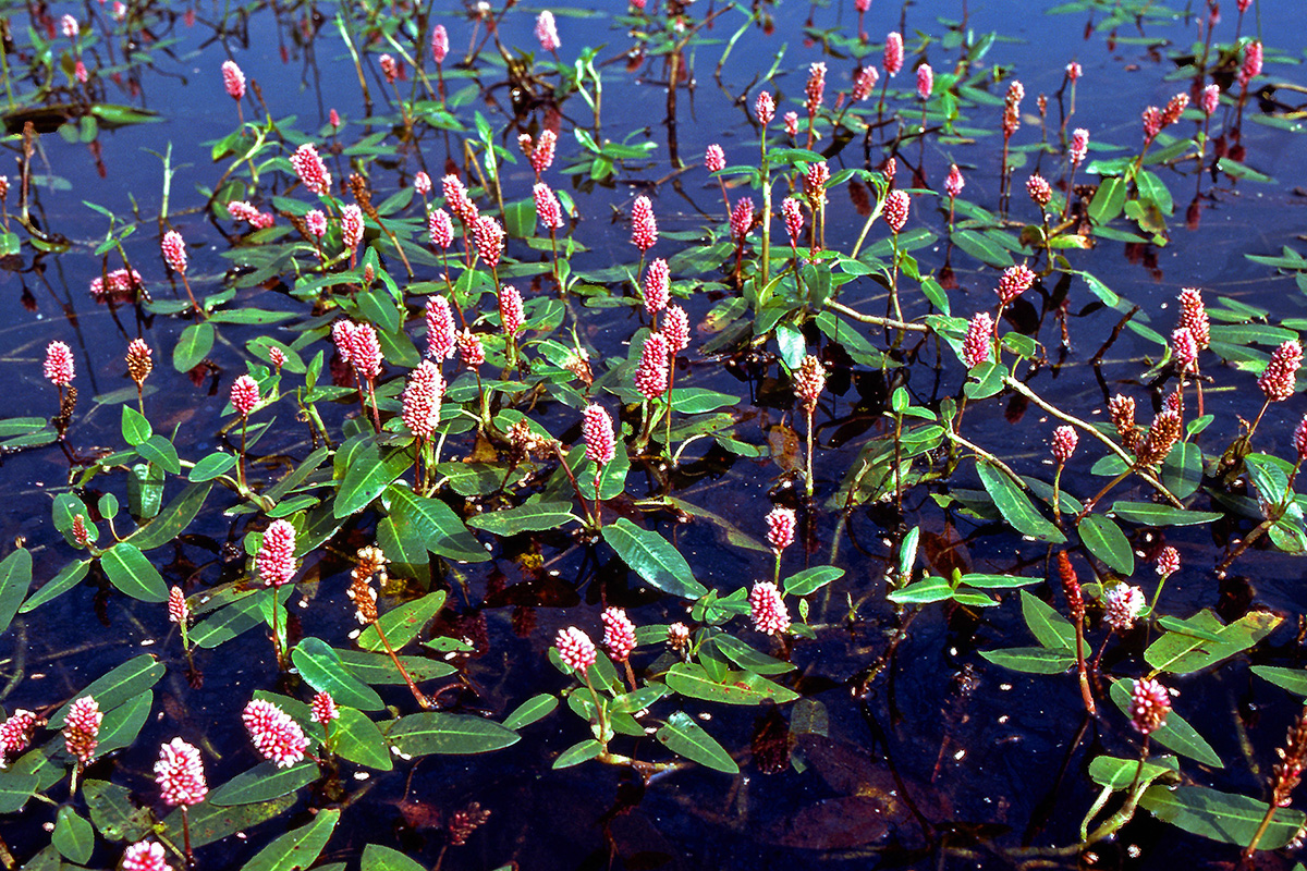 Polygonaceae Persicaria amphibia