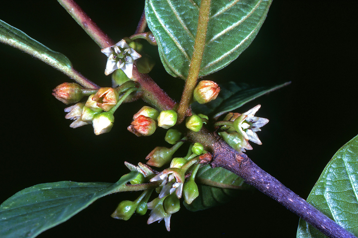 Rhamnaceae Rhamnus frangula