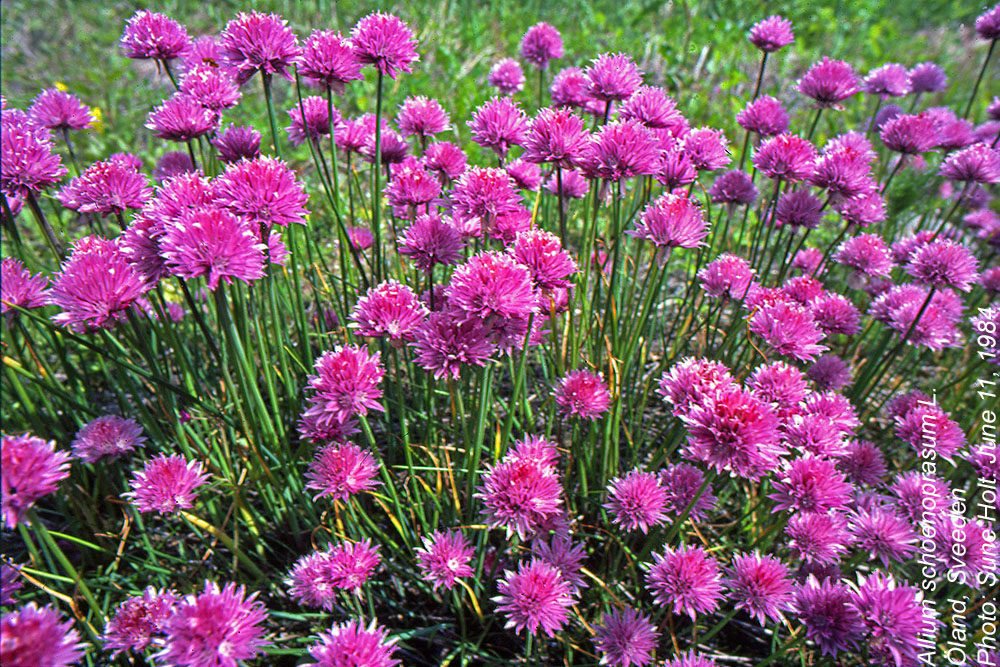Amaryllidaceae Allium schoenoprasum