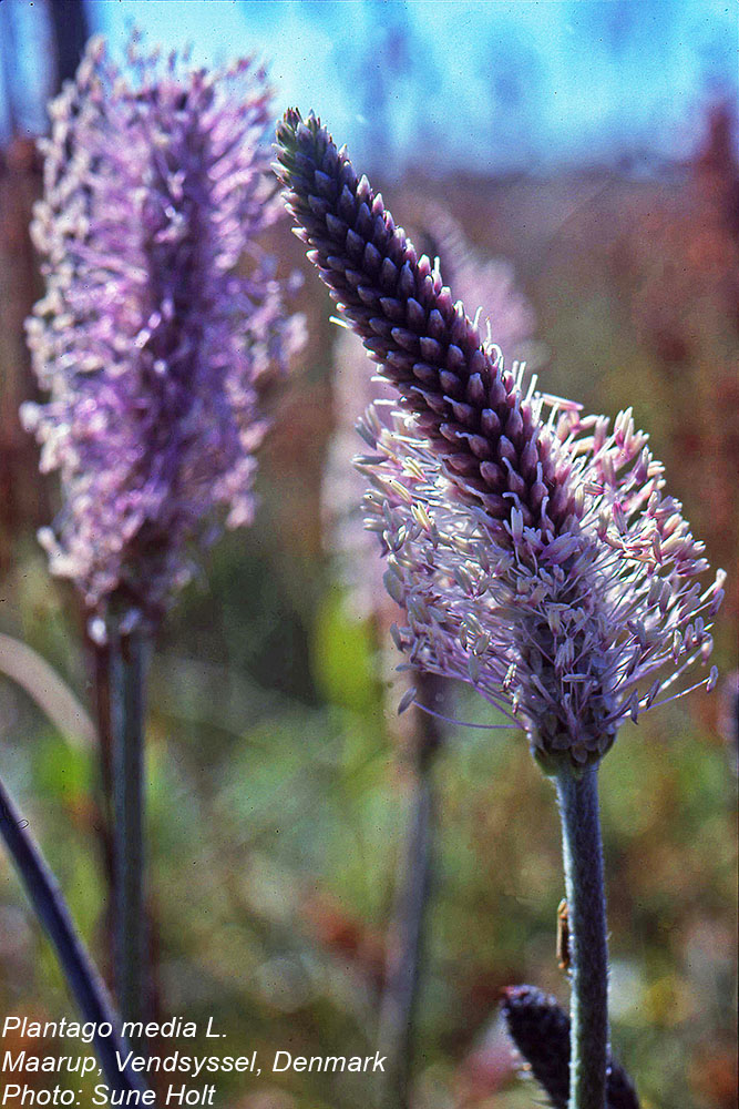 Plantaginaceae Plantago media