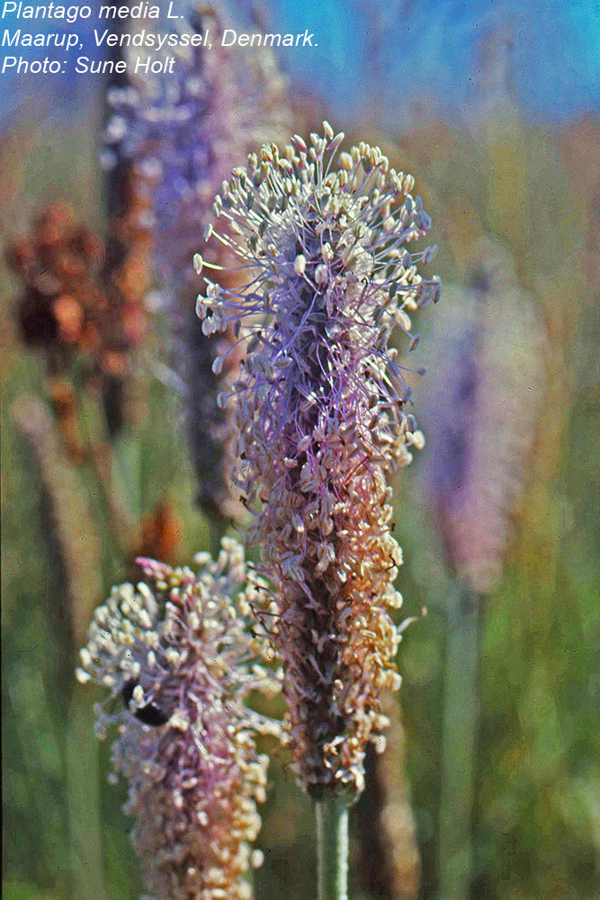Plantaginaceae Plantago media