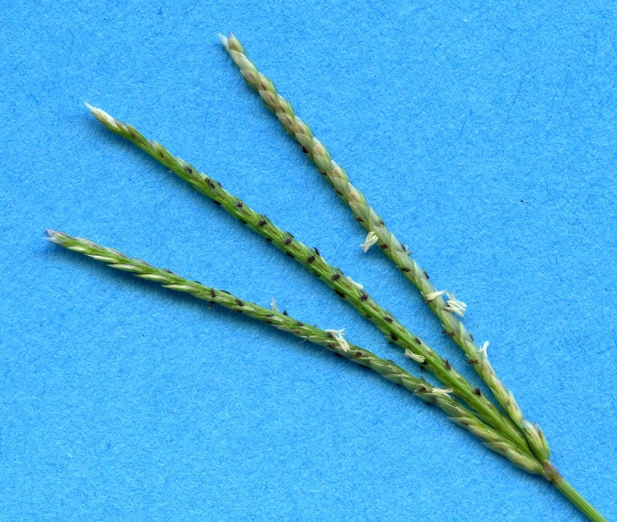 Poaceae Cynodon dactylon
