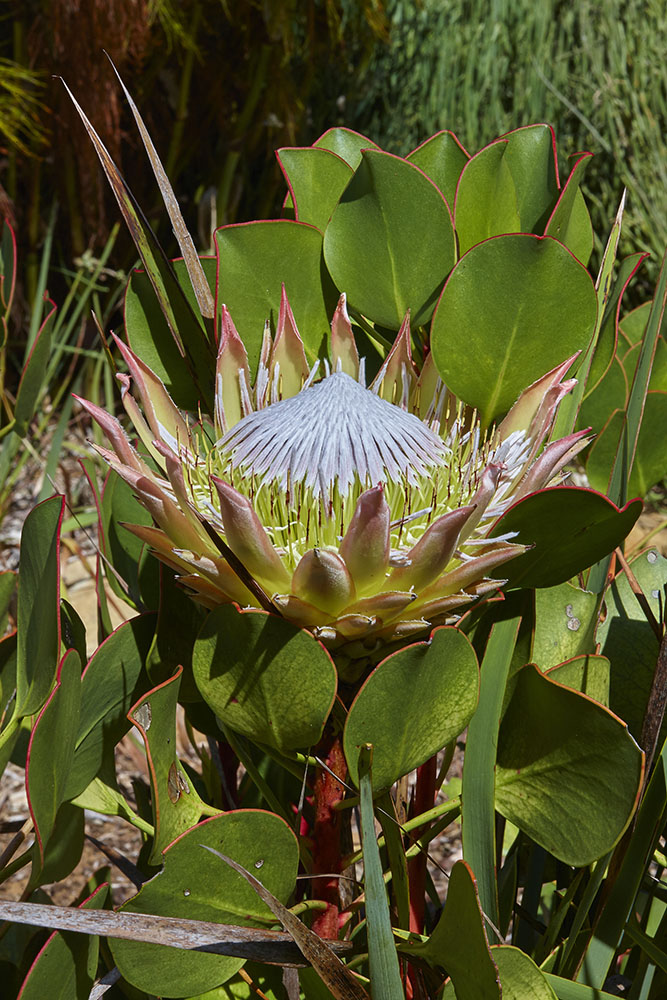 Proteaceae Protea cynaroides