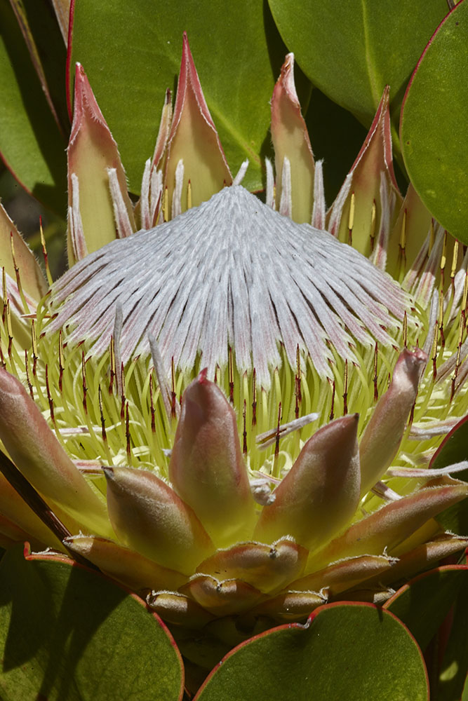 Proteaceae Protea cynaroides