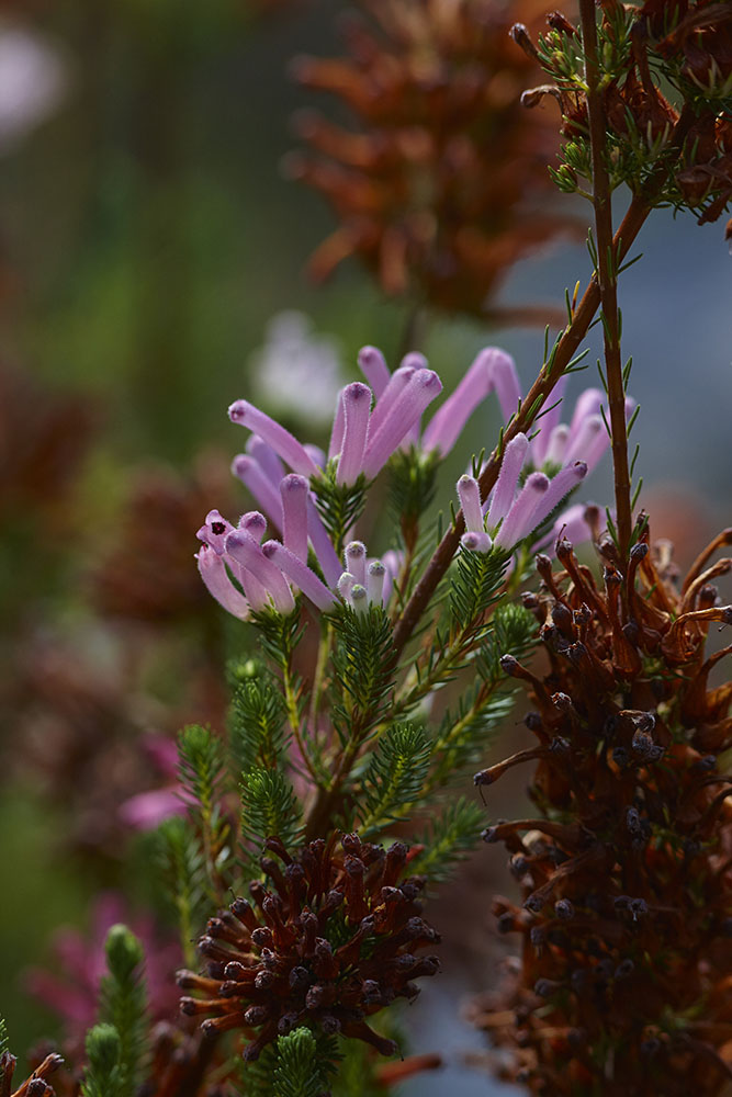 Ericaceae Erica verticillata