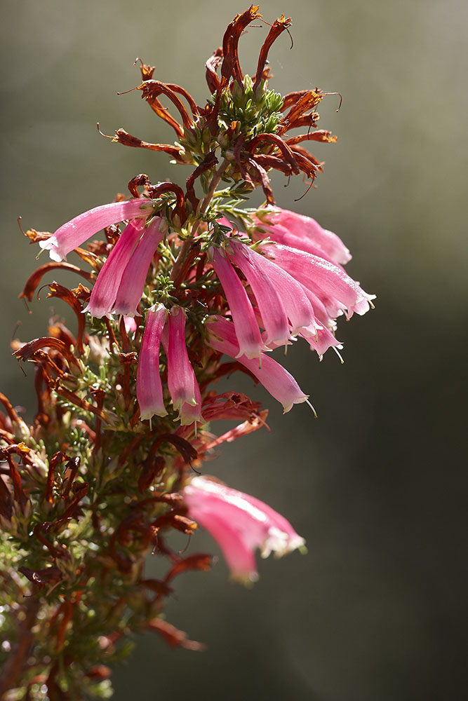 Ericaceae Erica discolor