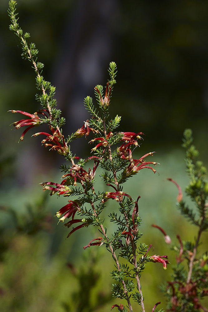 Ericaceae Erica diaphana