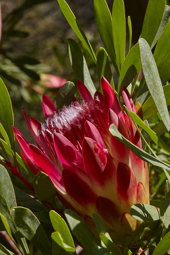 Proteaceae Protea repens