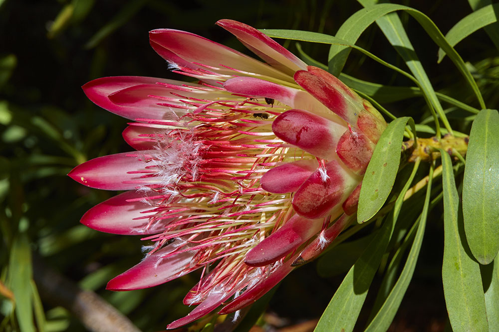 Proteaceae Protea repens