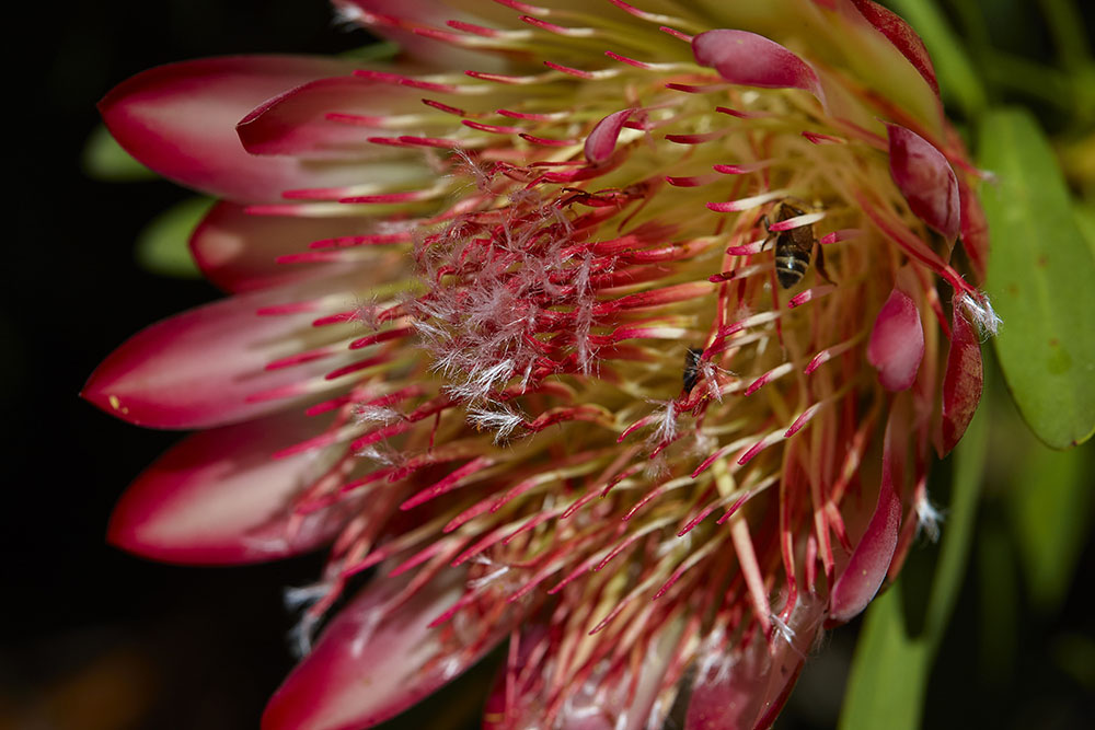 Proteaceae Protea repens
