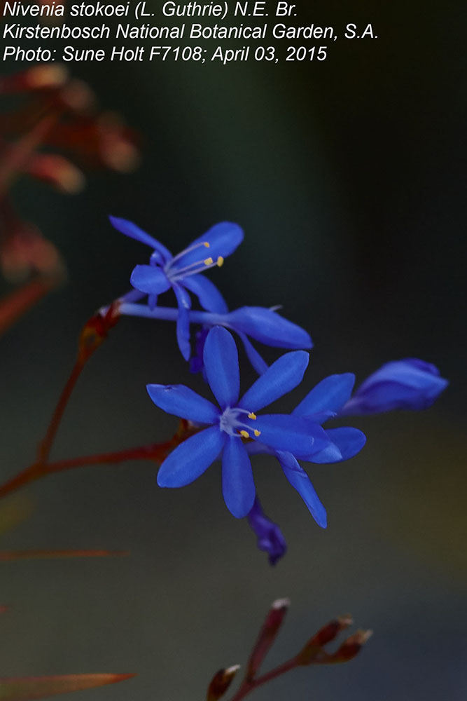Iridaceae Nivenia stokoei
