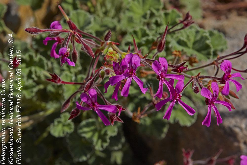 Geraniaceae Pelargonium reniforme