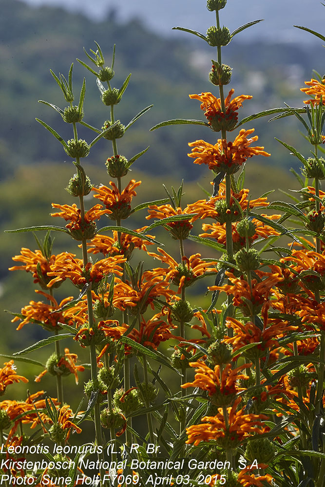 Lamiaceae Leonotis leonurus